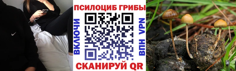 дарк нет клад  Михайловка  Галлюциногенные грибы Psilocybine cubensis 